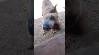 brown dog shaking head cutedog browndog doglover shortsvideo petdog [upl. by Krutz]