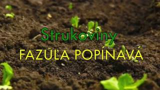 FAZULA POPÍNAVÁ [upl. by Sabino255]