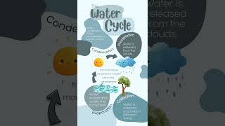 The Water Cycle  Process and its Various Stages [upl. by Nyleahs139]