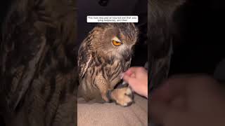 This man rescued an injured owl that was lying helplessly and then animalshorts shortvideo [upl. by Kronick]