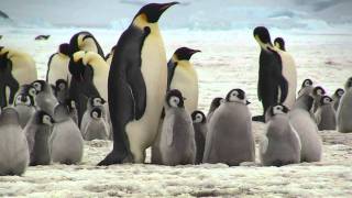 Emperor Penguins Snow Hill Island Antarctica Oct 2010 PART  1 Uploaded [upl. by Peale]