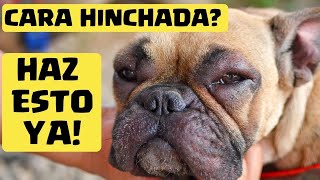 🛑 Mi PERRO tiene la CARA HINCHADA ⏩ Descubre  3  MEDICAMENTOS que pueden SALVAR su VIDA✅ [upl. by Wiatt]