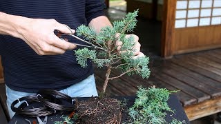 How to create a Bonsai tree DIY [upl. by Koa]