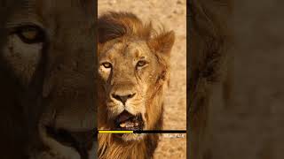 शैर को घास क्यु खानी पड़ती हैं  Lion Eat Grass  fact animals wildanimals lion shorts [upl. by Kam]