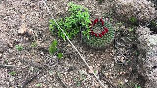 NOS FUIMOS A BUSCAR SAGUAROS [upl. by Anicart895]