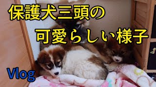 【はやともや★ライフ】ベアくん車内で眠そうampまたまた保護犬が増えましたamp保護した子犬たちの様子ampモルモットのつめ切り【障害のある兄弟】Vlog [upl. by Estrellita]