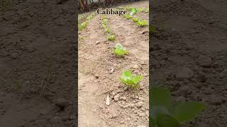 cabbage 🥬scientific name Brassica oleracea var Capitatabotany shorts [upl. by Navarro]