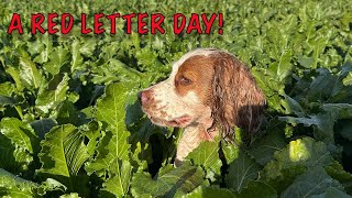 Rough Shooting with Working Cocker Spaniels [upl. by Ilatan]