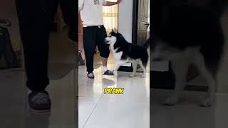 THIS DOG MADE FUN OF HIS OWNER 🤯 [upl. by Myrtice]