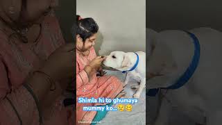 Mandir ka ghanta samajh li hai mummyfunny comedy funnydog labrador doglover shimla [upl. by Hurless]