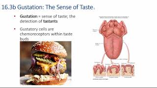 Chapter 16 part 2 Chemoreception [upl. by Rebme]