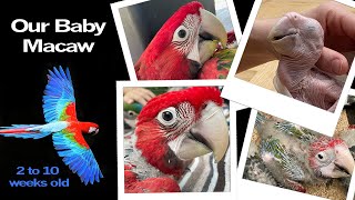 Green Wing Macaw  2 to 10 weeks  Maui the Macaw [upl. by Roosnam]