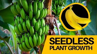 How BANANA Grows without Seed  Seedless Fruit  SolutionInn [upl. by Christin567]