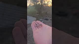 MurrayMallee Thick Tailed Barking Gecko  Ettrick South Australia nature [upl. by Oedama]