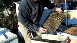 PROPOLISPropolis Traps HarvestingHoney Bees Resin Beekeeper John Pluta Beehives Georgia Beekeeping [upl. by Akeim68]