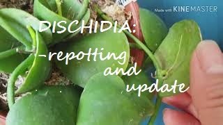 Dischidia update and repot [upl. by Lurline]