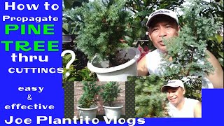 HOW TO PROPAGATE PINE TREE THRU CUTTINGS Sure Technique based on garden practice [upl. by Ettenaj]