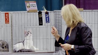 CFA International Cat Show 2018  Maine Coon kittens Best of Breed [upl. by Aerahs113]