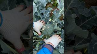 Picking broccoli leaves at once [upl. by Ydnyc]