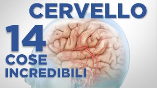 Il Cervello 14 cose incredibili curiosità da sapere [upl. by Ahsilet730]