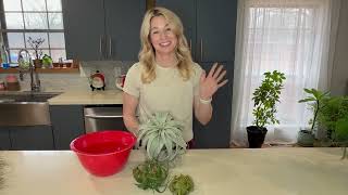 How to Water and Care for the Tillandsia Xerographica [upl. by Letney288]