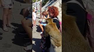 Gibraltar  Monkey climbs all over tourist Filmed Sept 2022 [upl. by Toddy647]