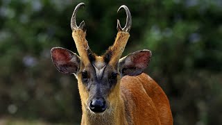 Indian MuntjacBarking Deer Muntiacus muntjac [upl. by Einapets]