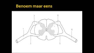 oefenen voor toets [upl. by Far412]