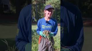 Health Benefits of Dandelion and Chickweed [upl. by Donny]