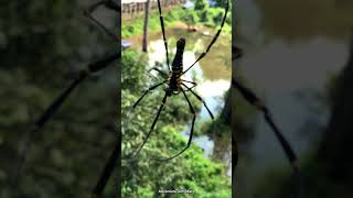 Wow Look How the massive Nephila Pilipe build the nest on the Wall shorts animals millipede [upl. by Aihtyc]