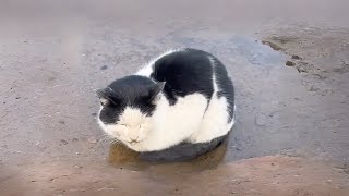 This abandoned cat with feline distemper quietly soaked in water to cool its inflamed body [upl. by Ahtnahc220]