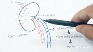 Erythropoietin hormone क्या है [upl. by Llij443]