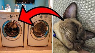 Cat Survives 12 Minutes In Hot Washing Machine Cycle As He Clings For Dear Life On The Glass [upl. by Yrakaz]