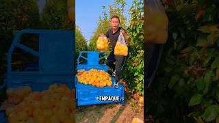 Este Agricultor tiene las mejores manzanas fruit agriculture farming gardening plantas [upl. by Annoek]