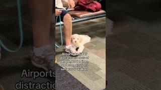 Puppy socialization at the airport puppysocialization puppytraining puppytips puppyadvice dog [upl. by Teresina]