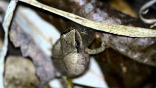 Spring Peeper Frogs  Seekonk MA [upl. by Lyontine]