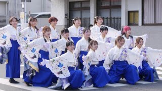 山口県立大学よさこい部奄美連合萩組 よっちょれ！よさこい2023（にしきふるさとまつり）メイン会場 [upl. by Darline841]