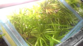 How to Propagate Blyxa Japonica  My Secret [upl. by Tuhn]