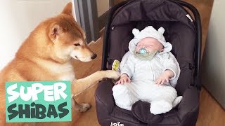 Shiba Inu Compilation 2018  Why Shiba Inus Make the Best Pets [upl. by Job158]