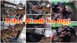 Pagisipan muna bago magnegosyo backyardfarming chicken poultry Backyard Farming Technique [upl. by Rebm599]