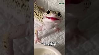 Leopard Gecko  Cutest Reptile Ever [upl. by Zins]