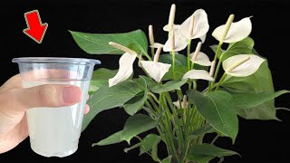 Pour 1 Cup Into The Root Weak Anthurium Blooms All Year Round Easily [upl. by Rosmarin]