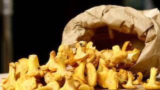 Recette de cuisine  Cueillette et conservation des chanterelles girolles [upl. by Lil19]