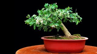 My Shohin Bonsai Pithecellobium Dulce [upl. by Are808]