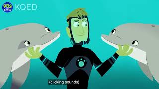 Wild Kratts  The Vanishing Stingray  full episode [upl. by Jeroma]