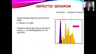 Biyokimya 1 Pratik  Protein Elektroforezi [upl. by Eniarol703]