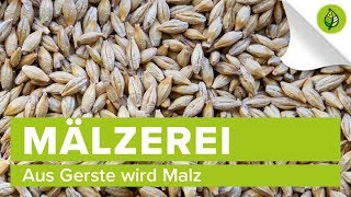 Aus Gerste wird Malz – Die Mälzerei [upl. by Enyawad]