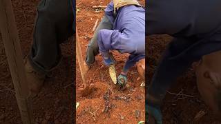 Ancient process of potato harvesting [upl. by Blackmun]