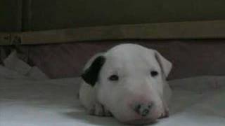 Bull terrier puppy [upl. by Ellehsad]