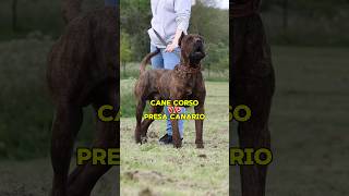 Cane Corso vs Presa Canario 🥊  केन कोरसो और प्रेसा कैनेरियो की लड़ाई 🐕 [upl. by Durston459]